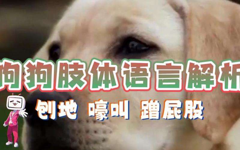 Instagram后端语言解析 背后的技术支持